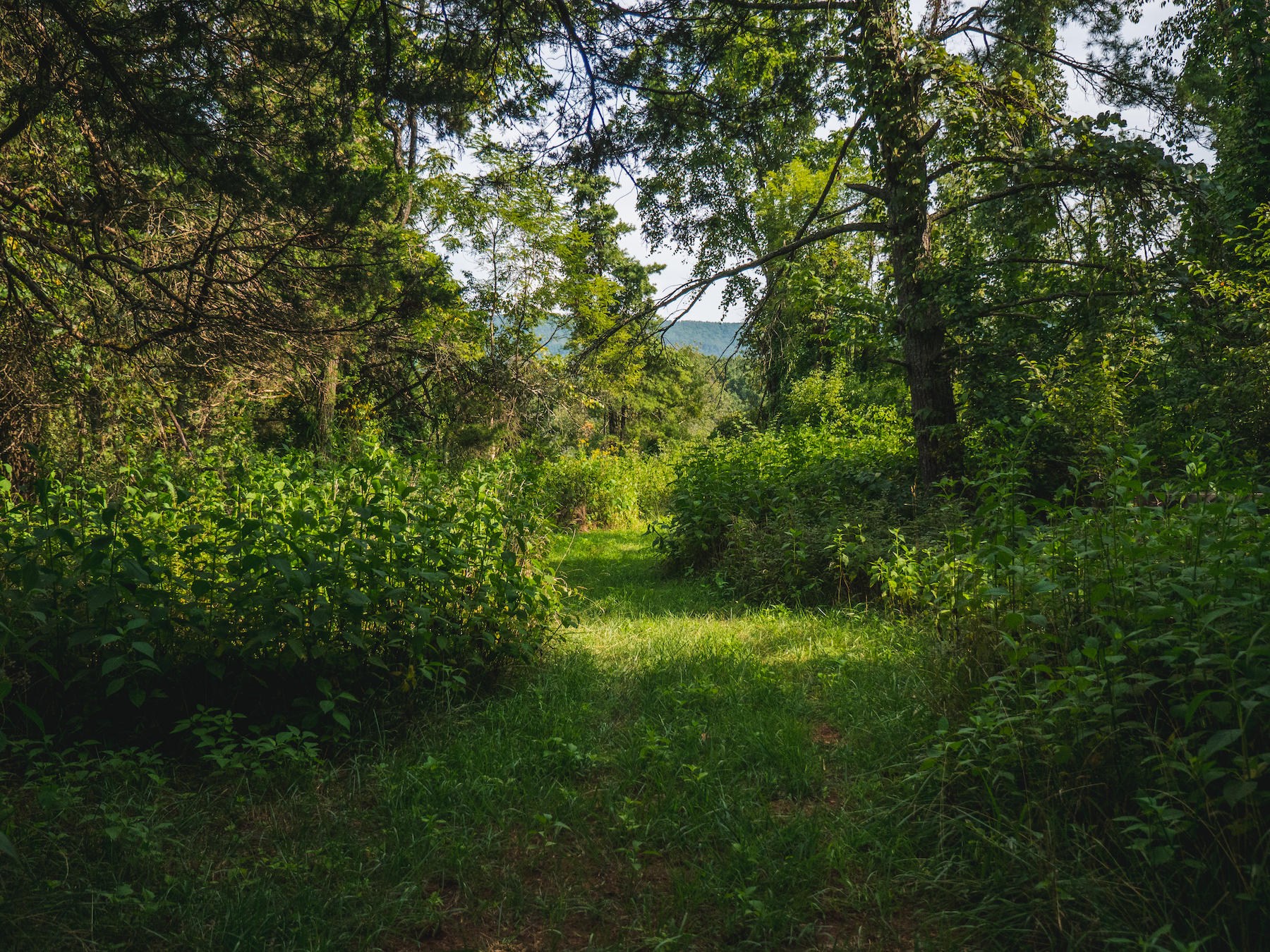 1124 Union Valley Road Riner, VA 24149 - Photo 56 of 67 a view of yard with green space