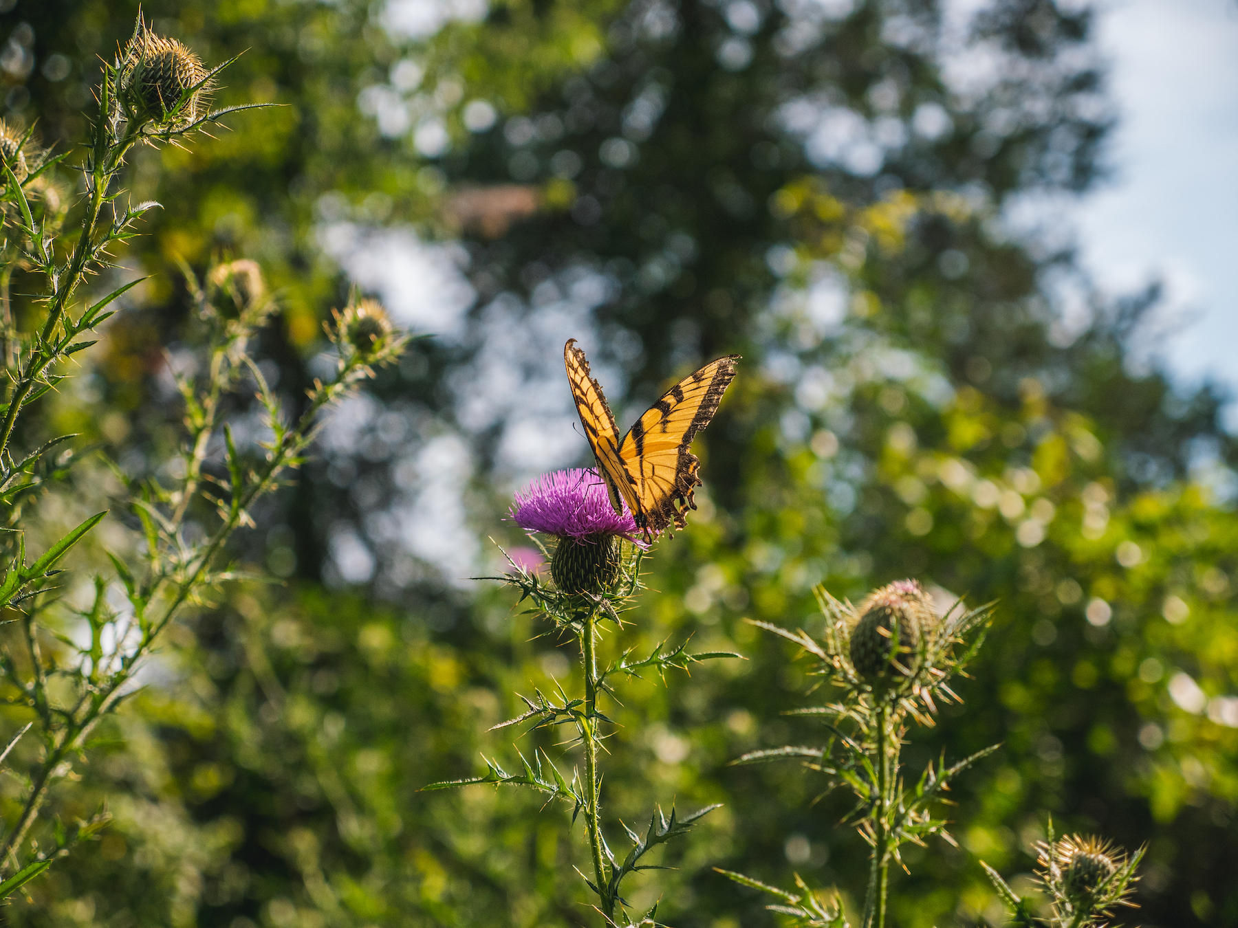 1124 Union Valley Road Riner, VA 24149 - Photo 58 of 67 a view of a flower