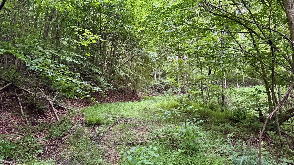Marlott Run Road Kimbolton, OH 43749 - Photo 11 of 49