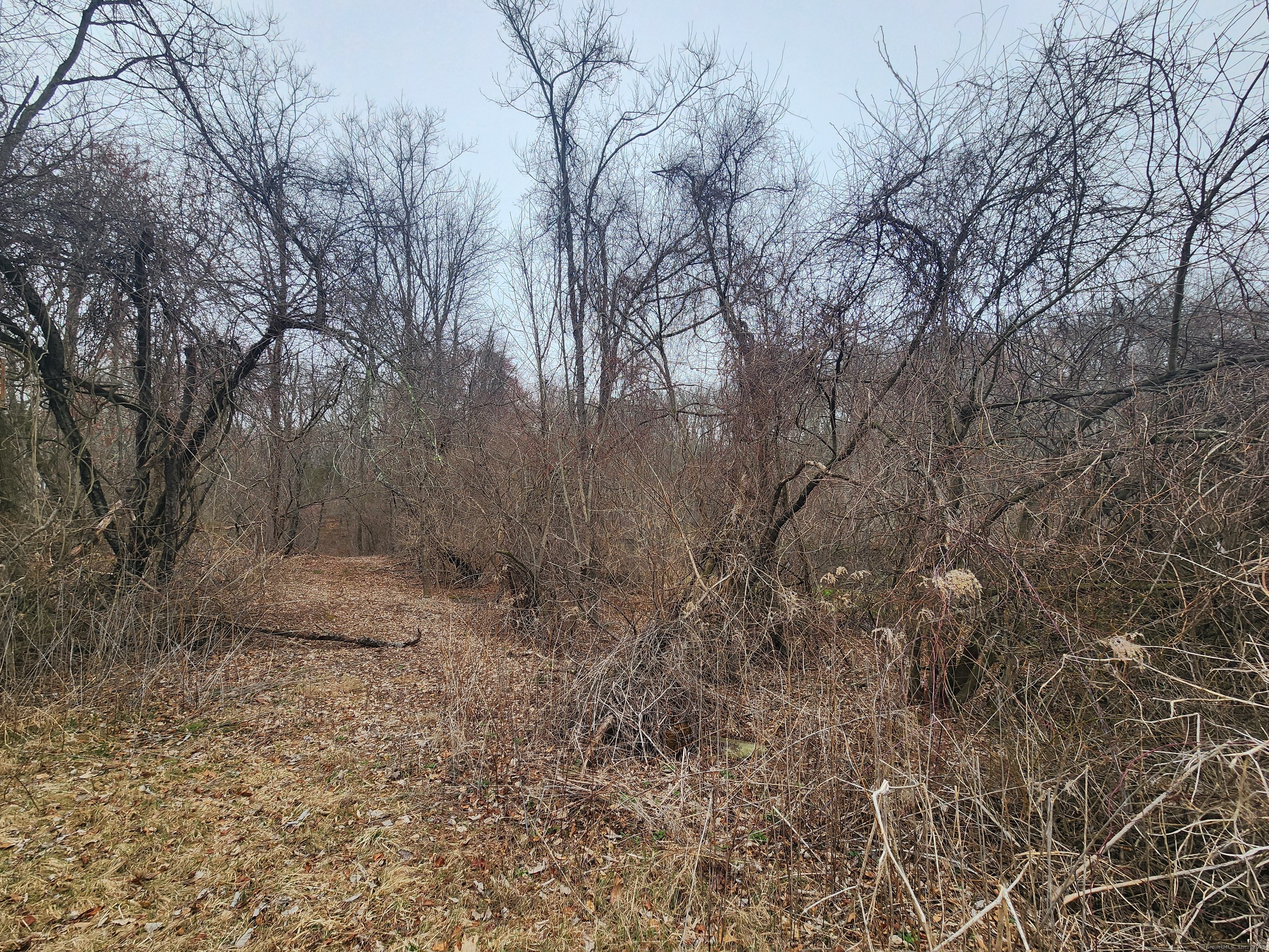 576 Voluntown Road Griswold, CT 06351 - Photo 7 of 15 a view of a dry yard with trees