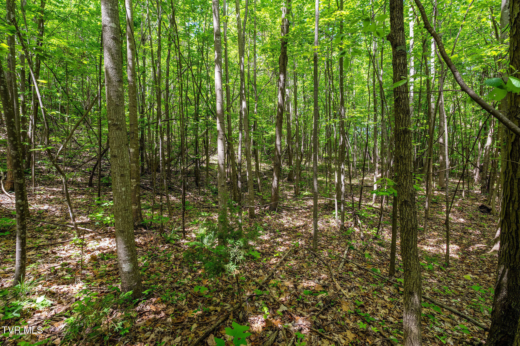 Tbd Wattenbarger Gap Road Greeneville, TN 37745 - Photo 31 of 41 DSC08339