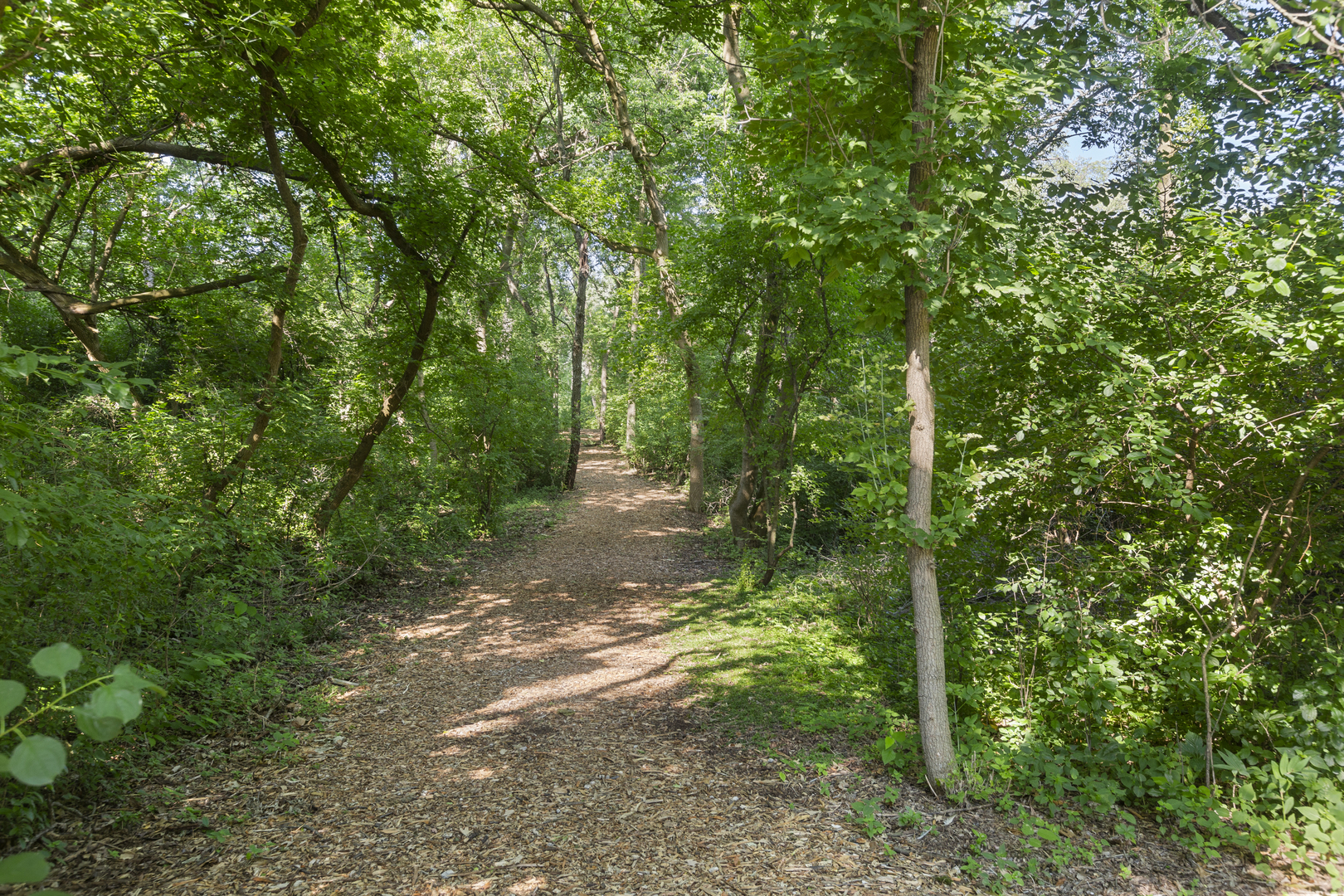 58 Vail Colony, Unit 10 Fox Lake, IL 60020 - Photo 21 of 28 a view of a forest that has large trees