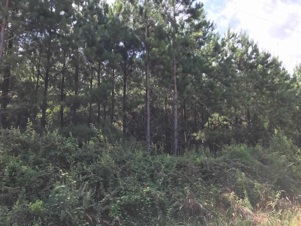 0 Caraway Road Red Level, AL 36474 - Photo 1 of 2 Gallery Image 1