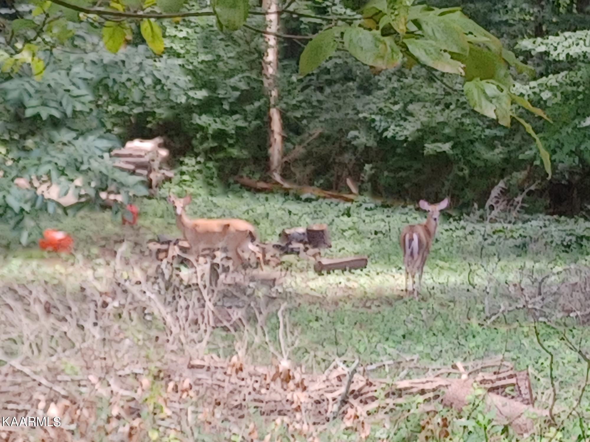 45 Outer Drive Oak Ridge, TN 37830 - Photo 13 of 18 Back Yard Vistors