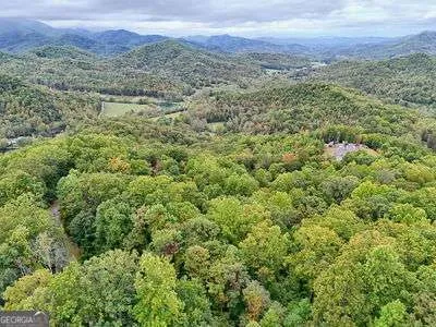 a view of a forest with a mountain