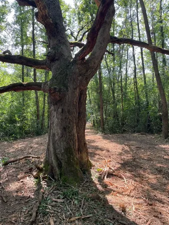 a view of a forest with trees