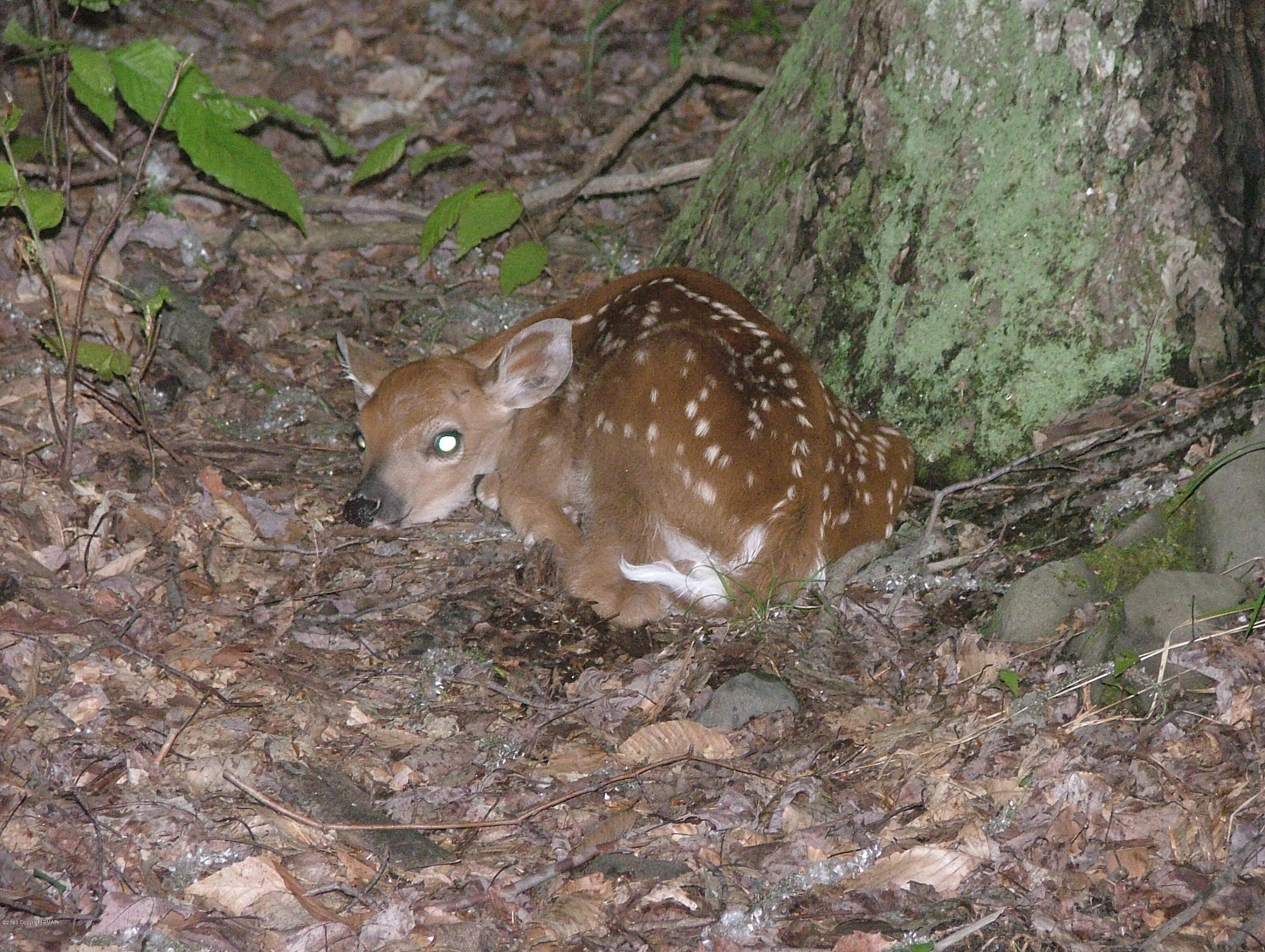 1128 Ranger Trail Pocono Lake, PA 18347 - Photo 44 of 45 Newborn fawn