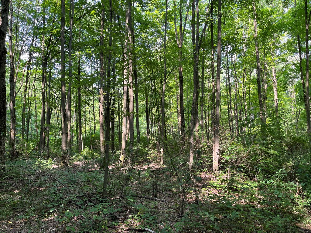 32082 Guys Mills Road Townville, PA 16360 - Photo 7 of 19 Gallery Image 7