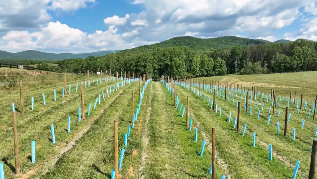 1281 Twisted Oak Road Talking Rock, GA 30175 - Photo 31 of 31