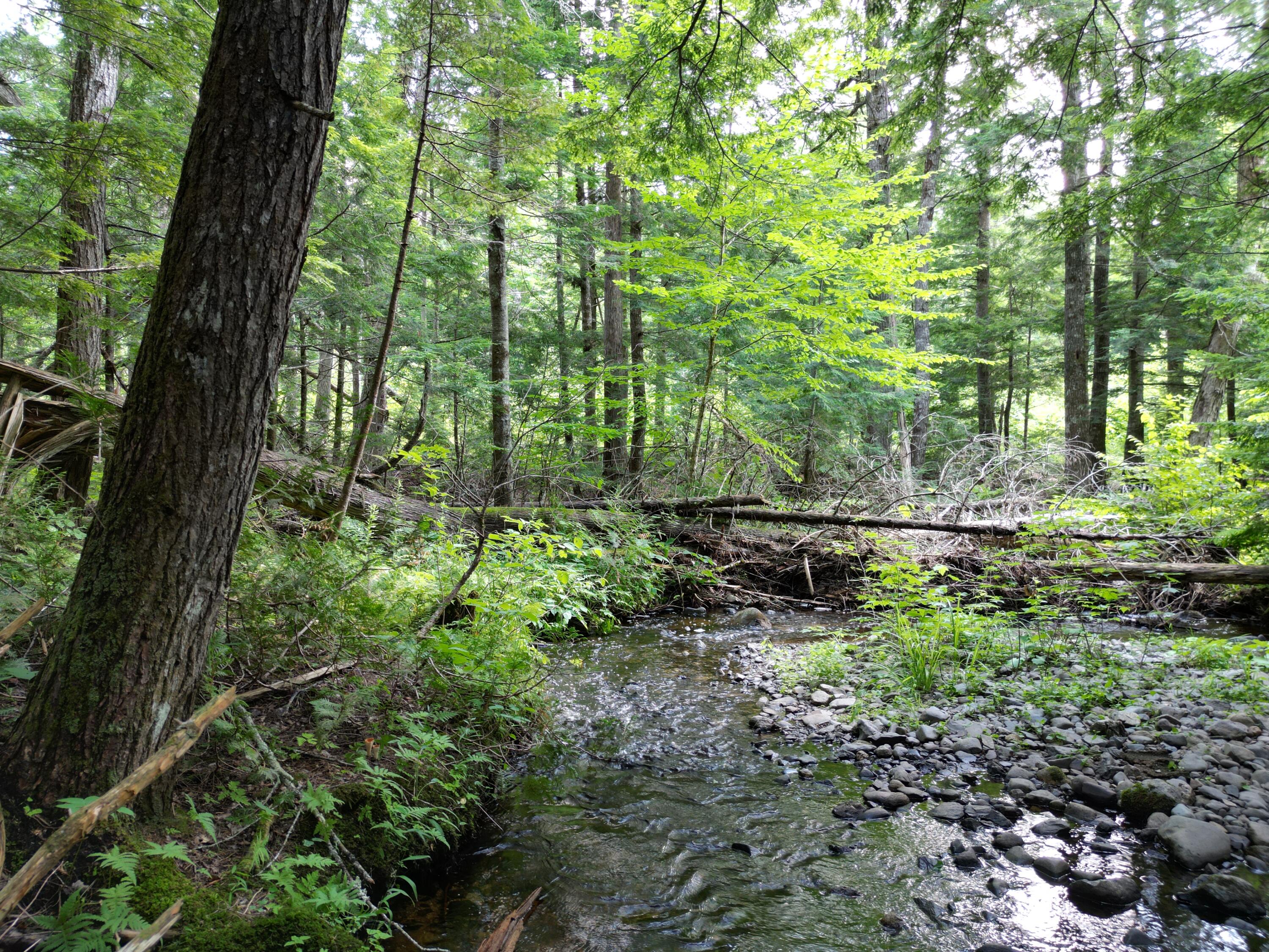 Lot 6 Dirty Glove Road Springfield, ME 04487 - Photo 5 of 21 DJI_0025