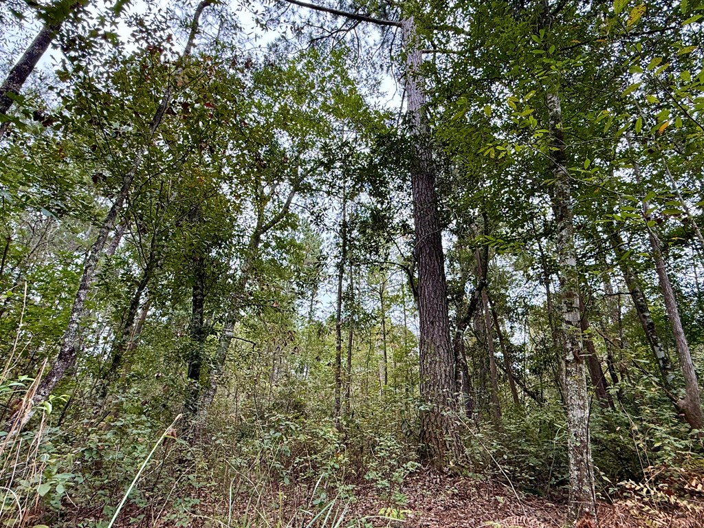24-acres Mt Zion Road Gordon, AL 36343 - Photo 11 of 13