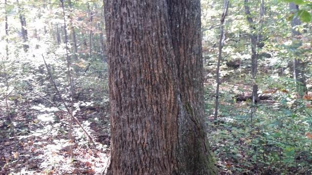 0 Deer Run Road Altamont, TN 37301 - Photo 14 of 22 Gallery Image 14