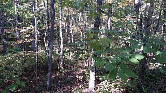0 Deer Run Road Altamont, TN 37301 - Photo 15 of 22 Gallery Image 15