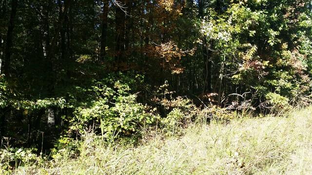 0 Deer Run Road Altamont, TN 37301 - Photo 16 of 22 Gallery Image 16