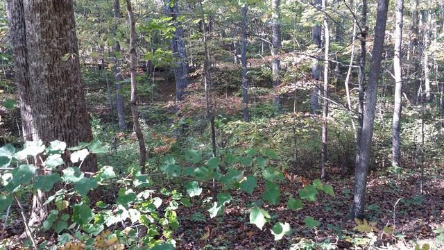0 Deer Run Road Altamont, TN 37301 - Photo 20 of 22 Gallery Image 20