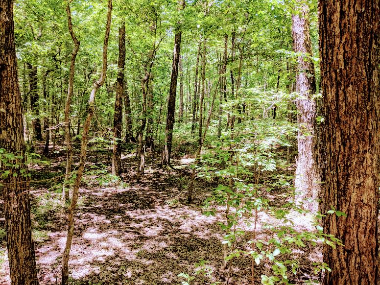 0 Deer Run Road Altamont, TN 37301 - Photo 6 of 22 Gallery Image 6