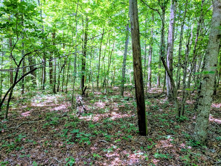 0 Deer Run Road Altamont, TN 37301 - Photo 7 of 22 Gallery Image 7
