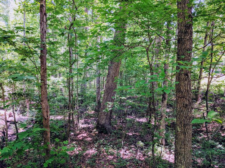 0 Deer Run Road Altamont, TN 37301 - Photo 9 of 22 Gallery Image 9