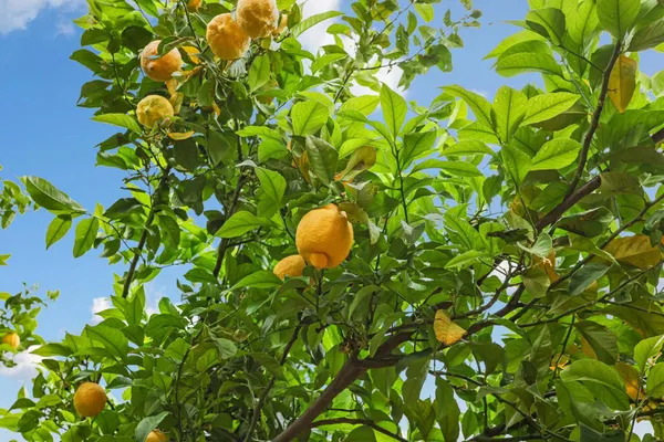 $620,000 | 2039 Peregrine Street, Manteca, CA 95337