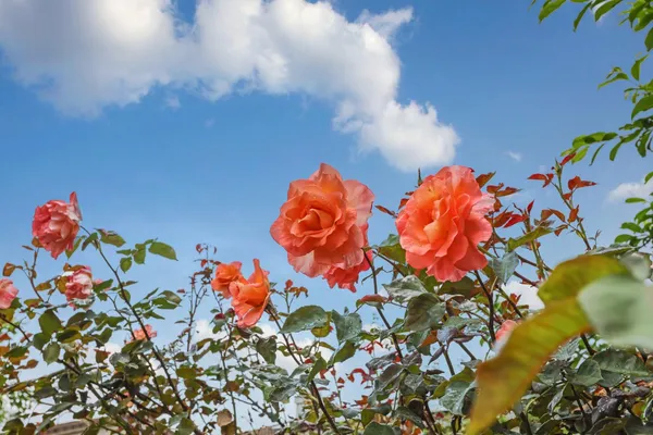 $620,000 | 2039 Peregrine Street, Manteca, CA 95337