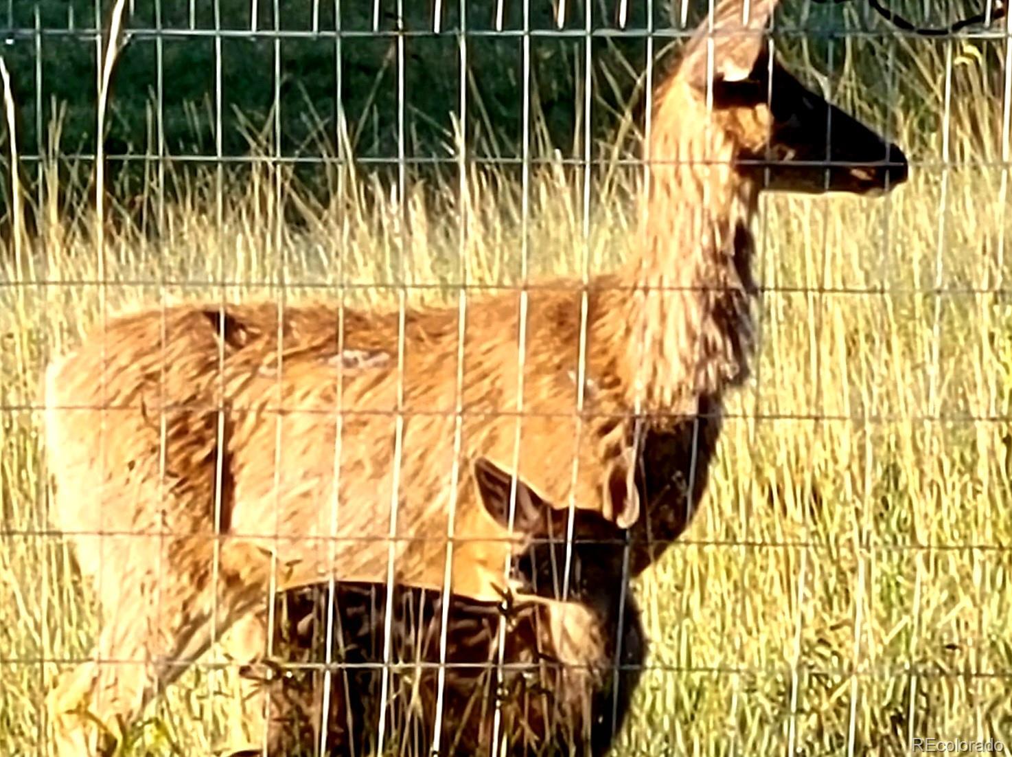 891 South Mountain Estates Road Florissant, CO 80816 - Photo 36 of 43