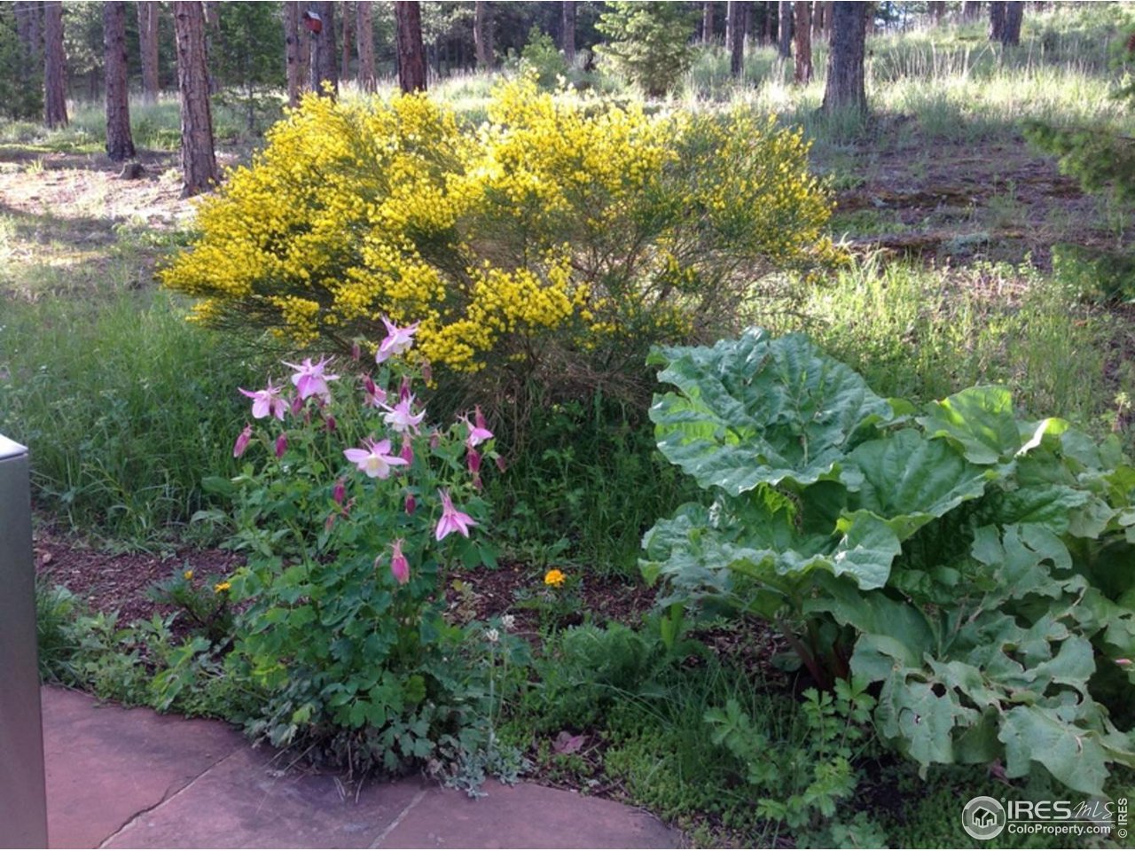 900 Spruce Drive Lyons, CO 80540 - Photo 39 of 40 a view of a flower