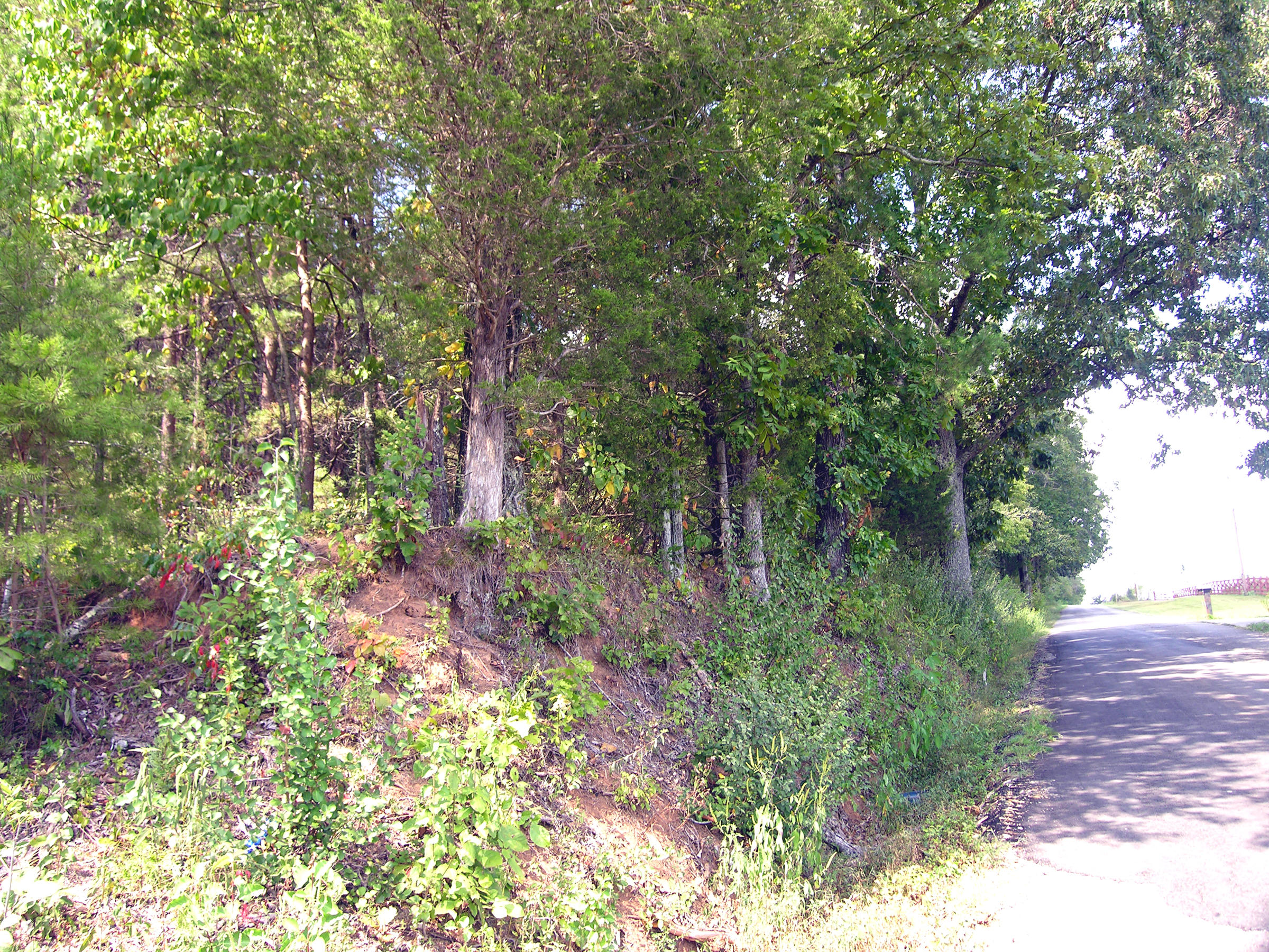 Akins Road Tellico Plains, TN 37385 - Photo 3 of 3 Arp road front