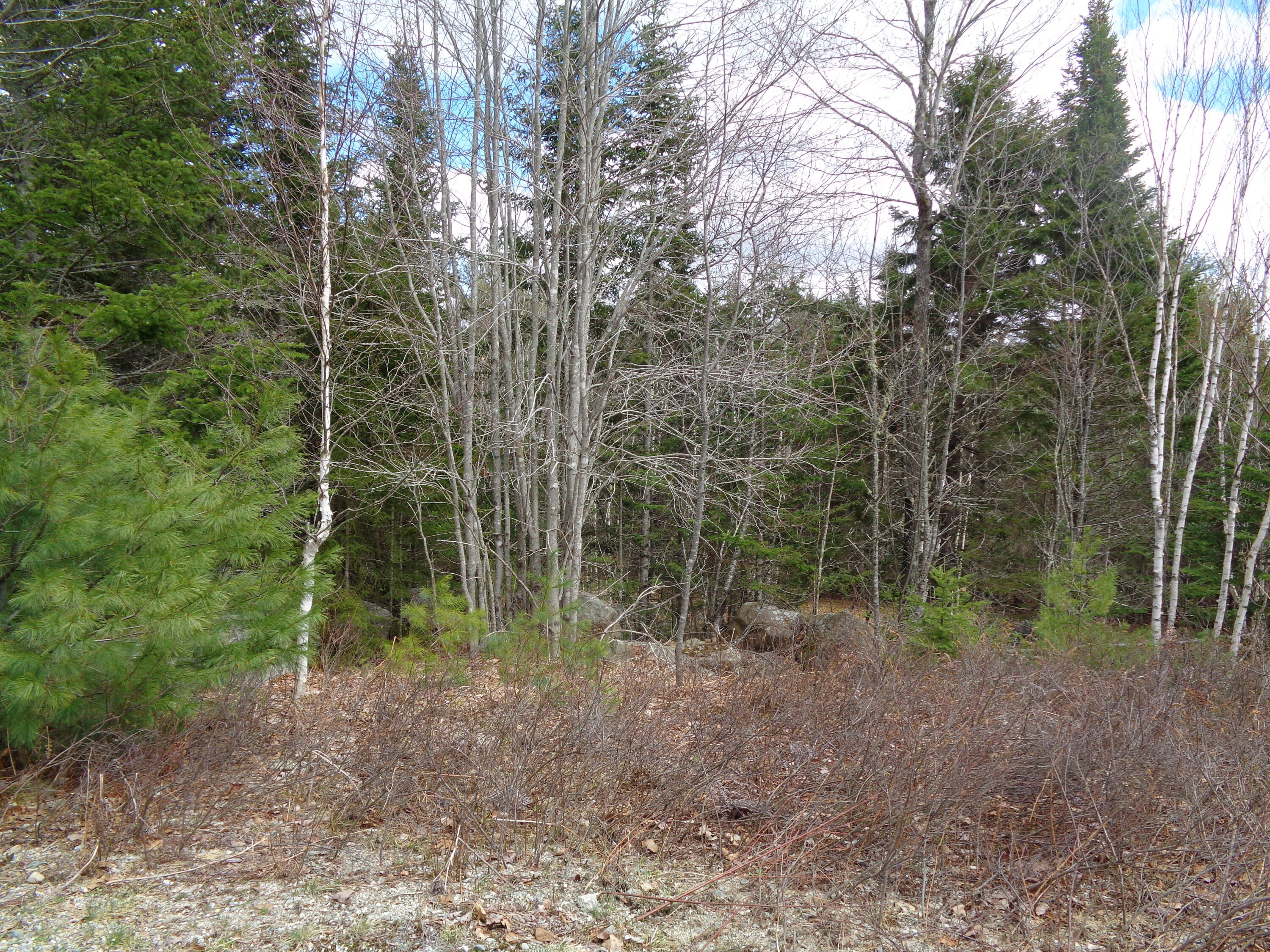 Lot 11 Bailey Mountain Road Franklin, ME 04634 - Photo 5 of 6 Wooded lots
