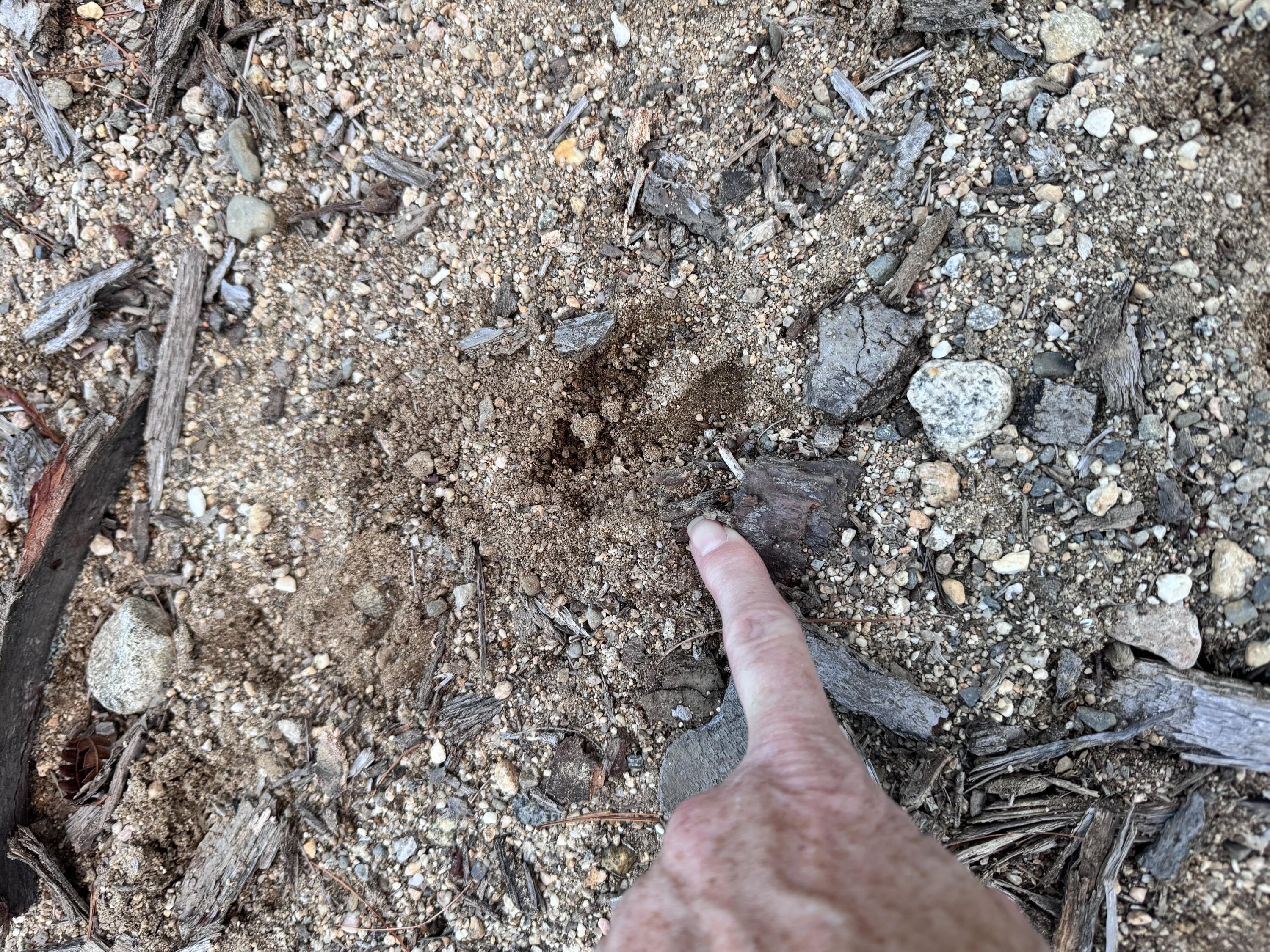 0 River Road Hiram, ME 04041 - Photo 18 of 30 deer print\
