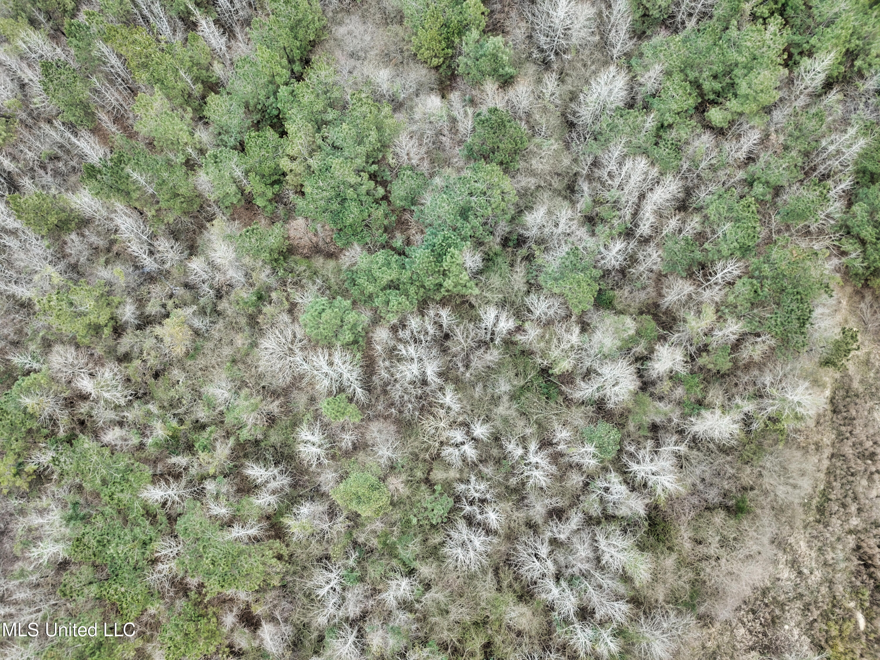 0 Scr 503 Raleigh, MS 39153 - Photo 9 of 18 DJI_0043-1