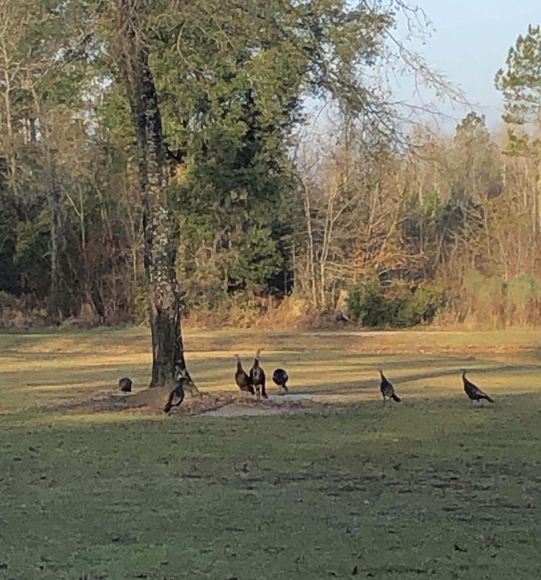 4556 Jacksonboro Road Round O, SC 29474 - Photo 20 of 21 2B88650C-356E-46F4-AF49-5B6A7935794E