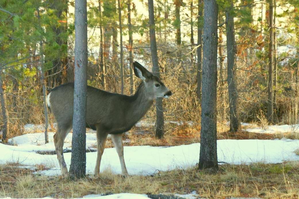 16093 Burgess Road La Pine, OR 97739 - Photo 21 of 36 Burgess Wildlife