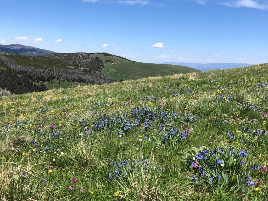 Tbd Indian Creek Road Townsend, MT 59644 - Photo 39 of 50 Gallery Image 39