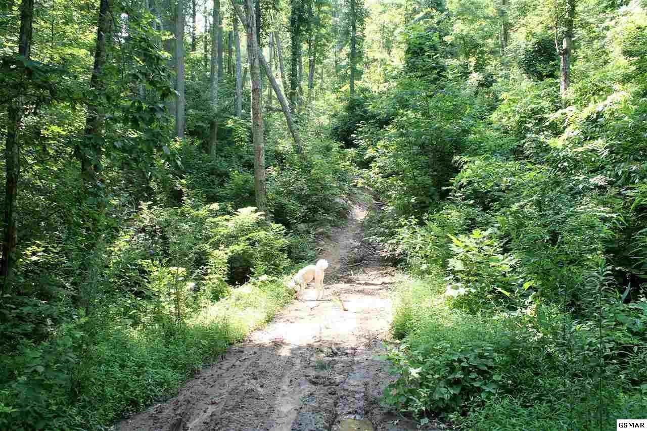 0 Collier Loop Dandridge, TN 37725 - Photo 30 of 35 Gallery Image 30