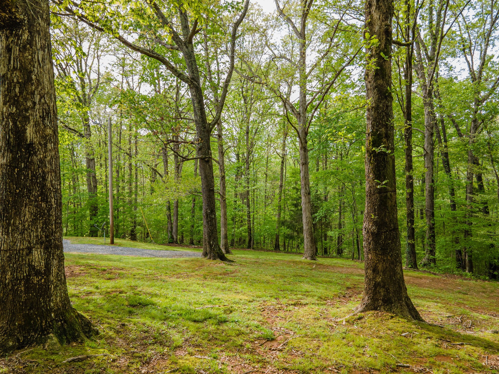 7651 Pinewood Road Nunnelly, TN 37137 - Photo 11 of 69 Gallery Image 11