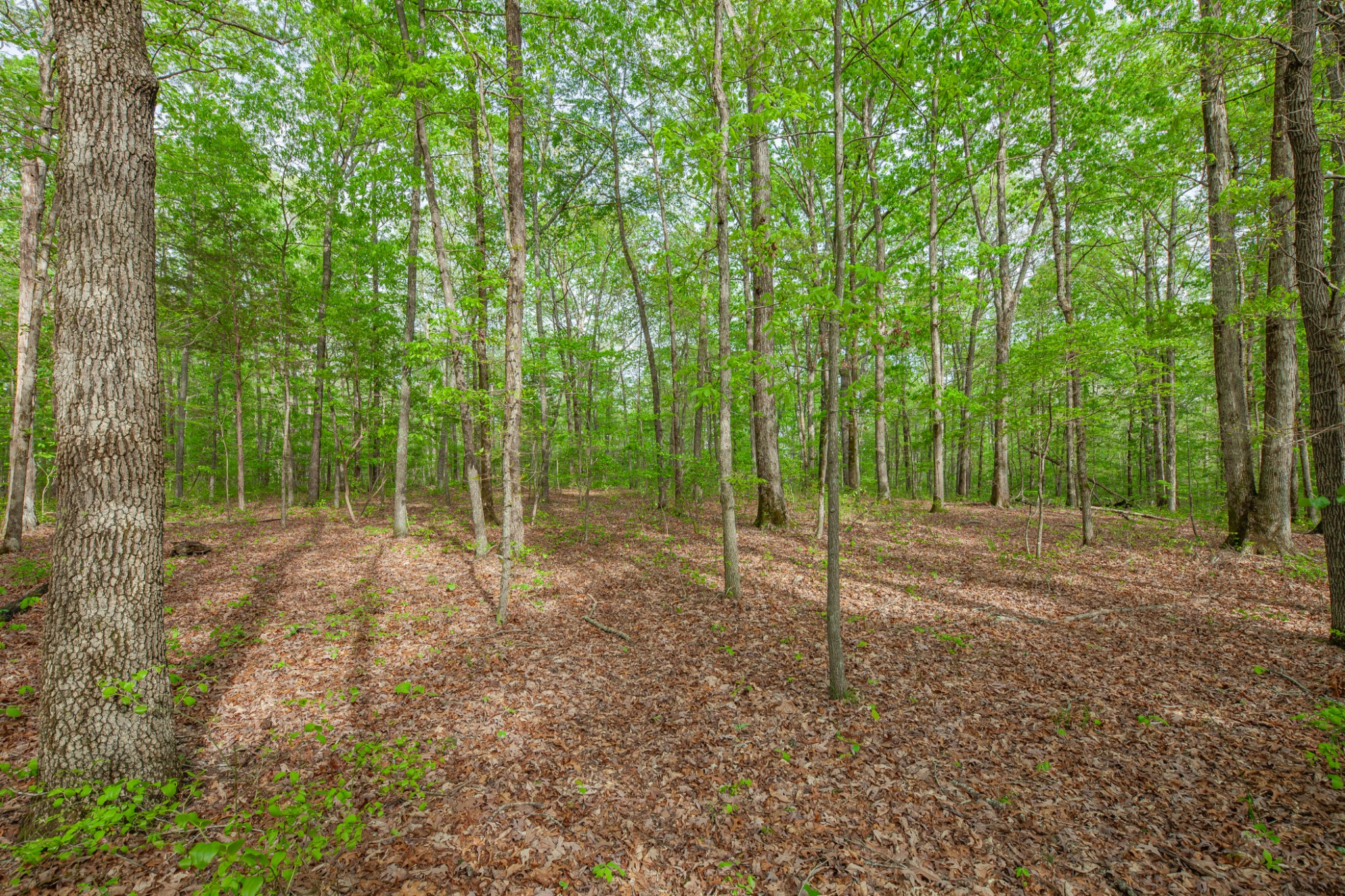 7651 Pinewood Road Nunnelly, TN 37137 - Photo 26 of 69 Gallery Image 26