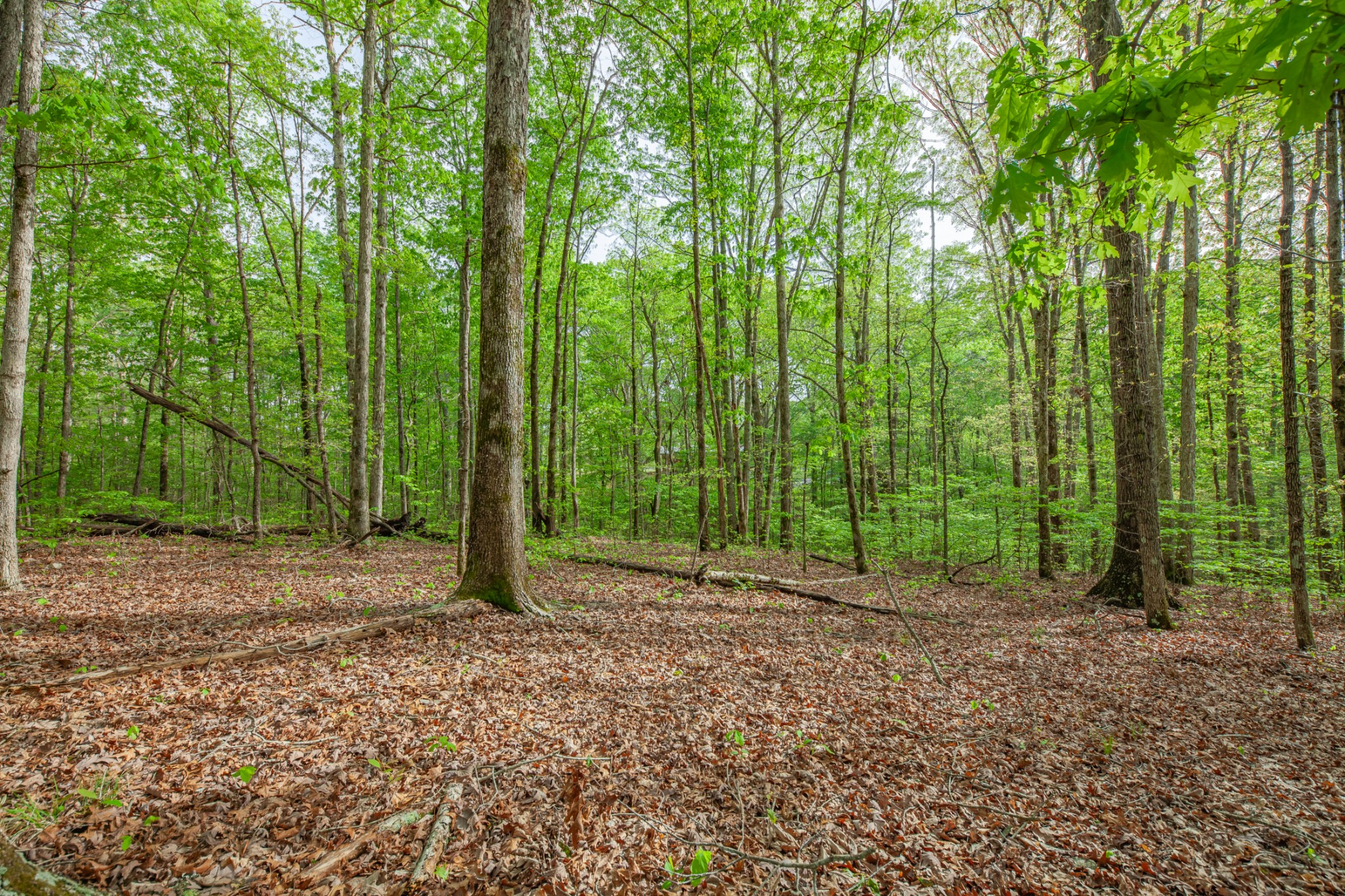 7651 Pinewood Road Nunnelly, TN 37137 - Photo 27 of 69 Gallery Image 27