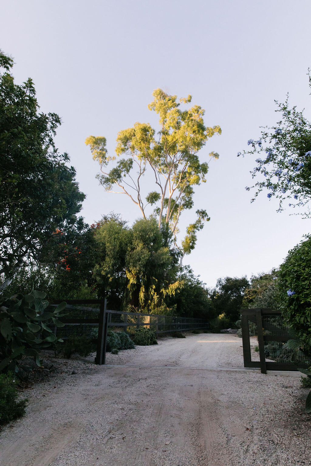 4140 Marina Drive Santa Barbara, CA 93110 - Photo 62 of 80 a view of a tree with a wooden fence