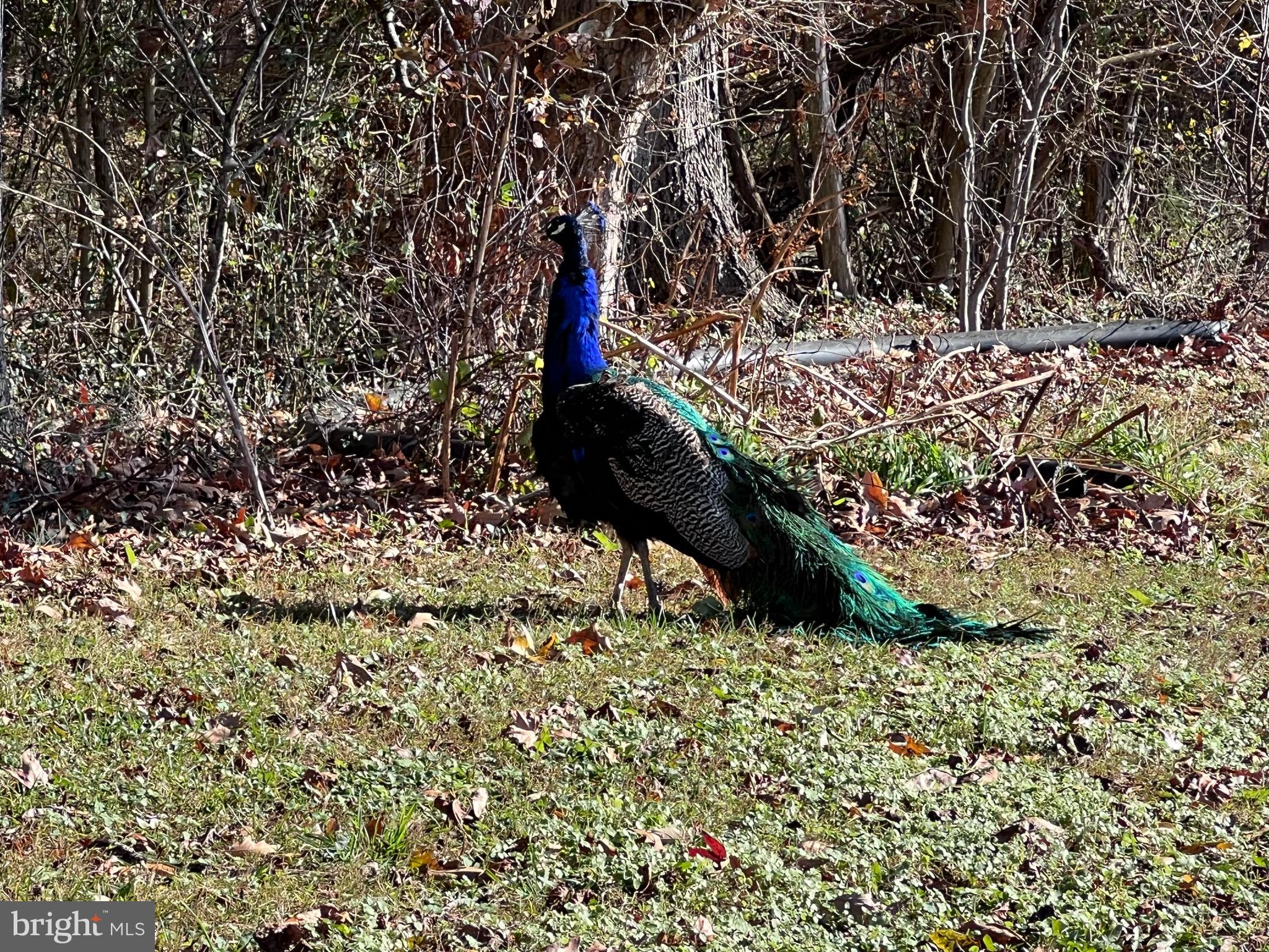 33376 Fox Road Easton, MD 21601 - Photo 49 of 50 Wild Peacocks On Site