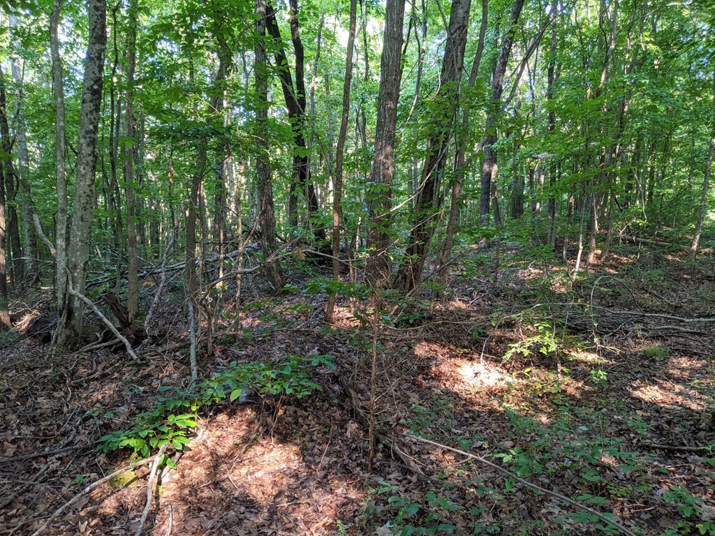 1328 Log Road Spring City, TN 37381 - Photo 2 of 5 Gallery Image 2