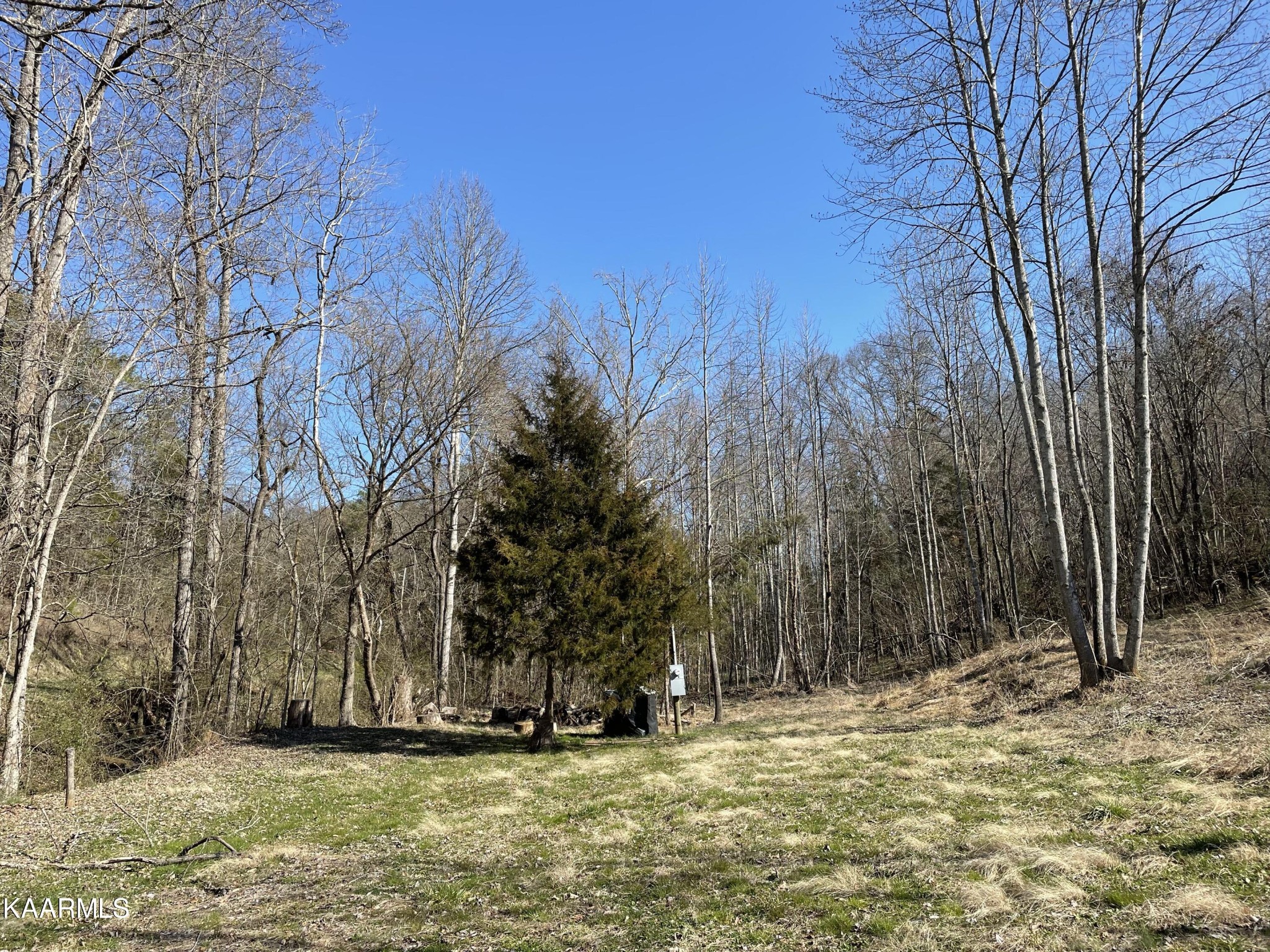 102 Mountain Mist Lane Del Rio, TN 37727 - Photo 4 of 35 a view of a yard with large trees