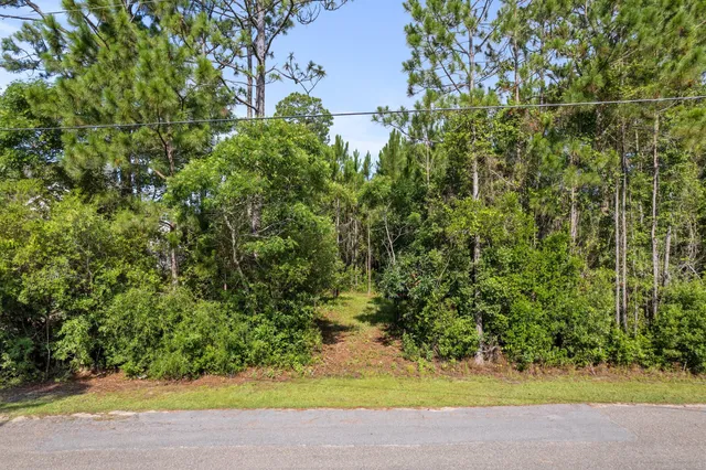 a view of a yard with plants and trees