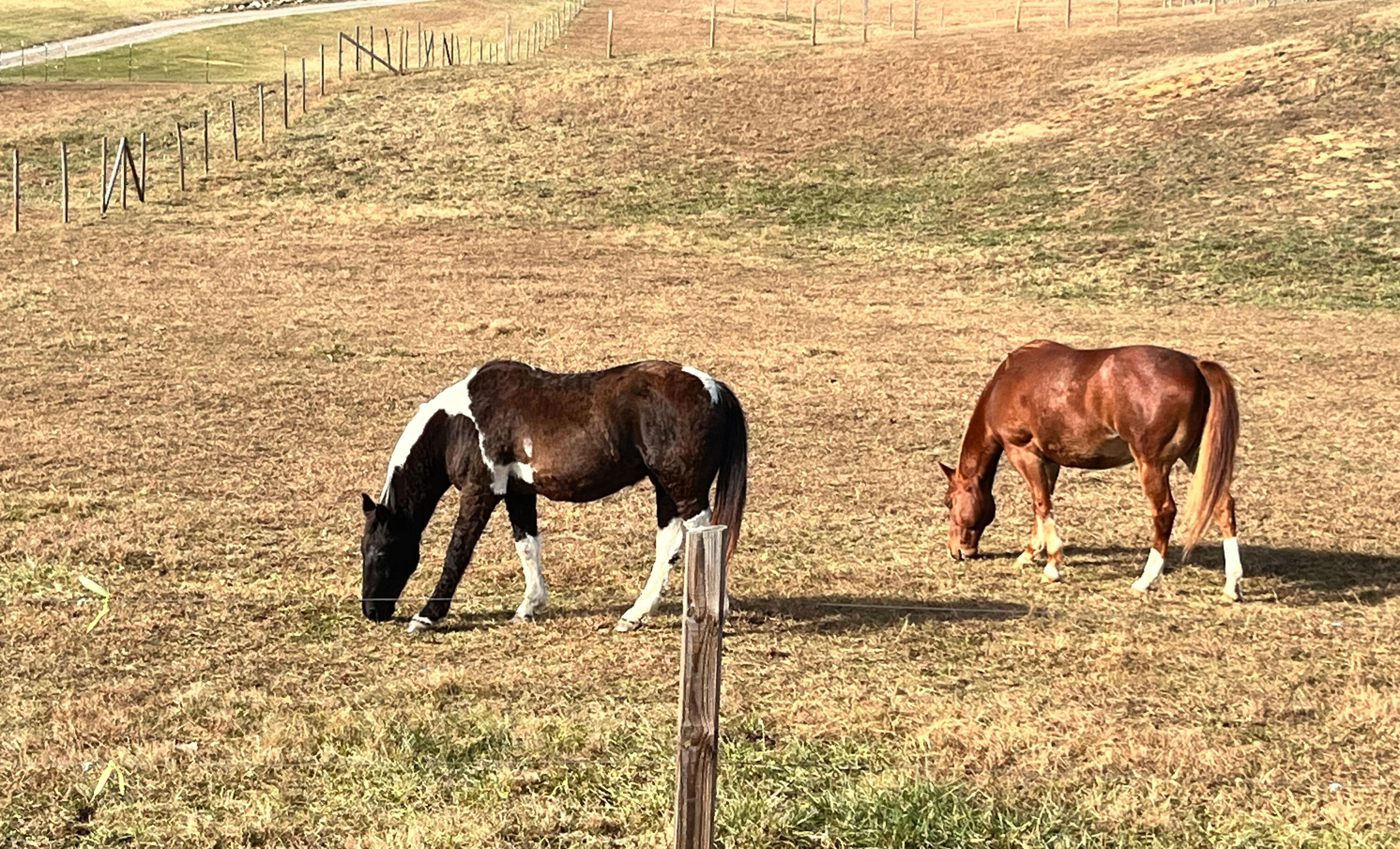 267 Austin Mill Road Rogersville, TN 37857 - Photo 39 of 39 horse