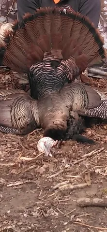 $199,500 | 0 Cr 673 Lawrence Mi 49064, Lawrence, MI 49064