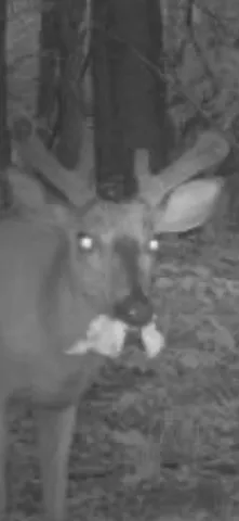 $199,500 | 0 Cr 673 Lawrence Mi 49064, Lawrence, MI 49064