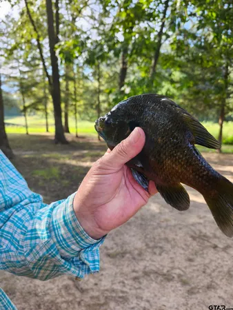 $599,000 | 1227 County Road 3327, Omaha, TX 75571