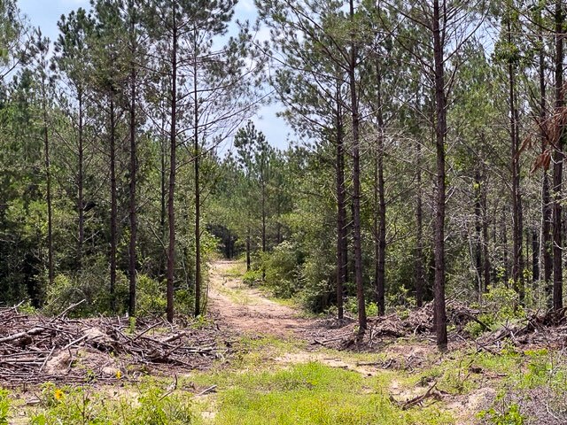 0 Fm 92 Colmesneil, TX 75938 - Photo 2 of 12 a view of a tree in a yard
