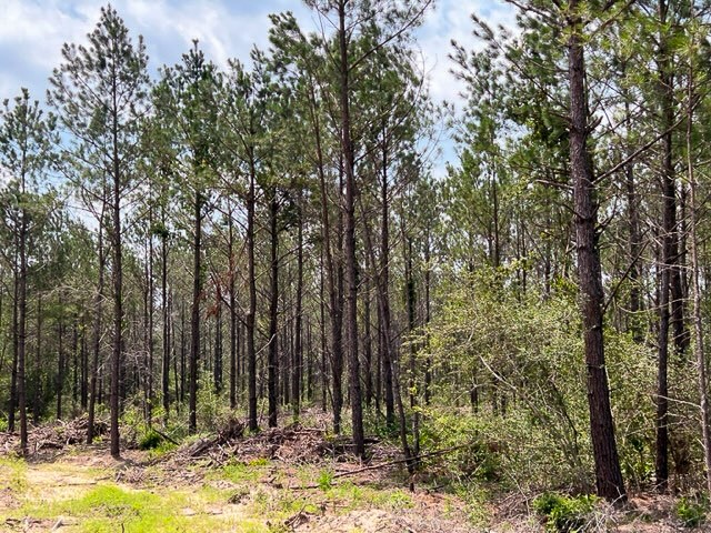 0 Fm 92 Colmesneil, TX 75938 - Photo 3 of 12