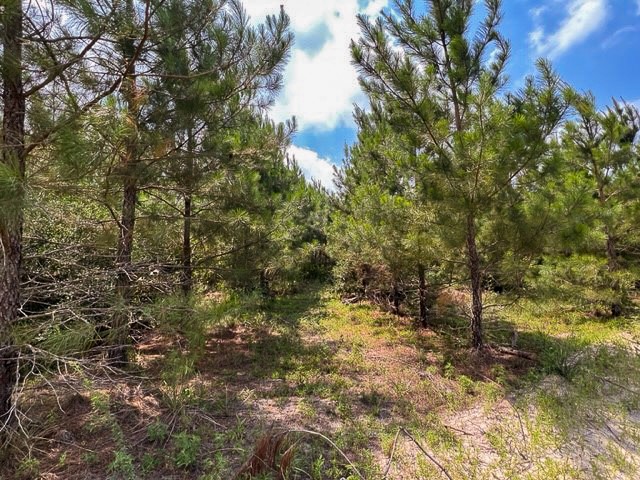 0 Fm 92 Colmesneil, TX 75938 - Photo 4 of 12 a view of a forest with trees