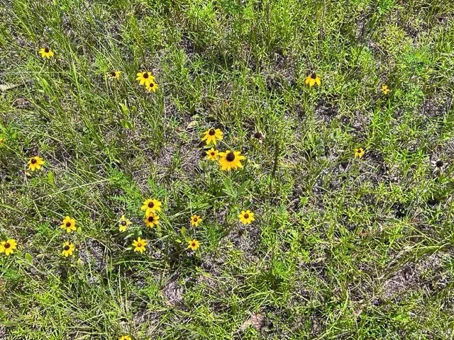 a view of backyard with swimming pool